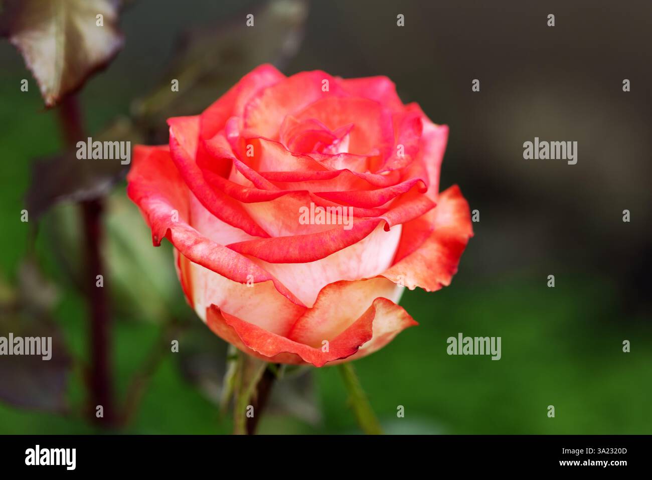 Red Rose Flower Bloom romantique Elegant beauté Valentine symbole amour pétales carte de voeux Floral Design nature esthétique passion mariage célébration de Banque D'Images