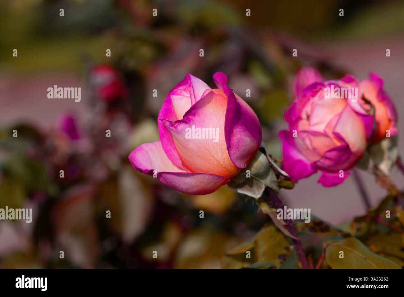 Red Rose Flower Bloom romantique Elegant beauté Valentine symbole amour pétales carte de voeux Floral Design nature esthétique passion mariage célébration de Banque D'Images