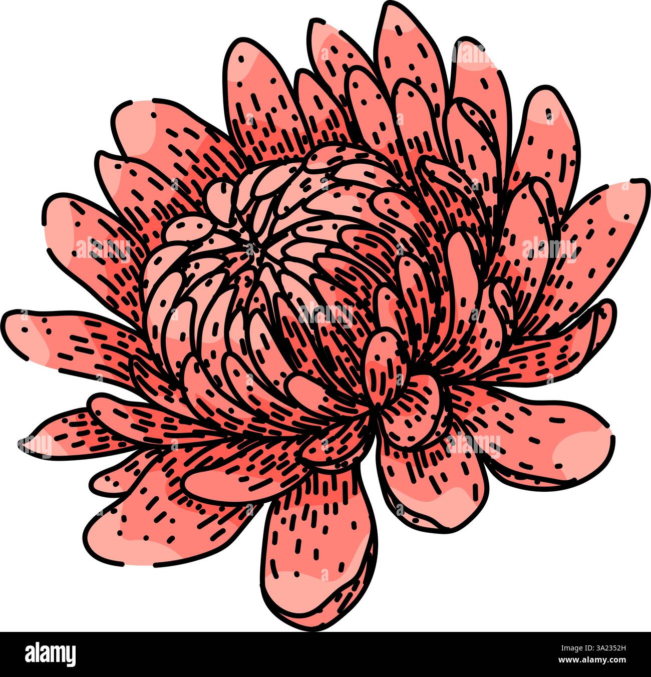 pétales chrysanthème esquisse vecteur dessiné à la main Illustration de Vecteur