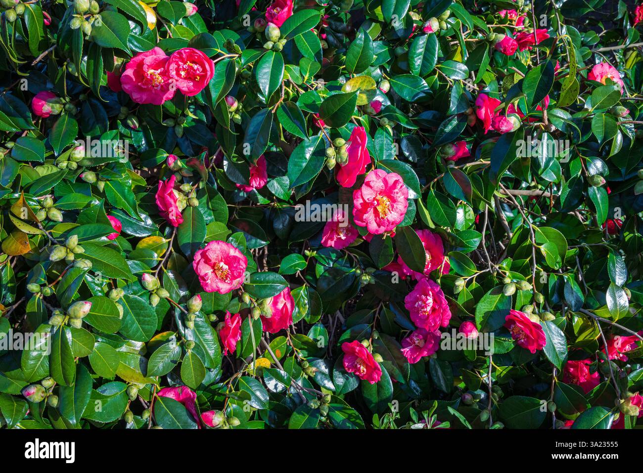 Un arbuste camélia éclate de délicates fleurs roses et de promesses de bourgeonnement, illuminant le matin d'hiver de janvier Banque D'Images