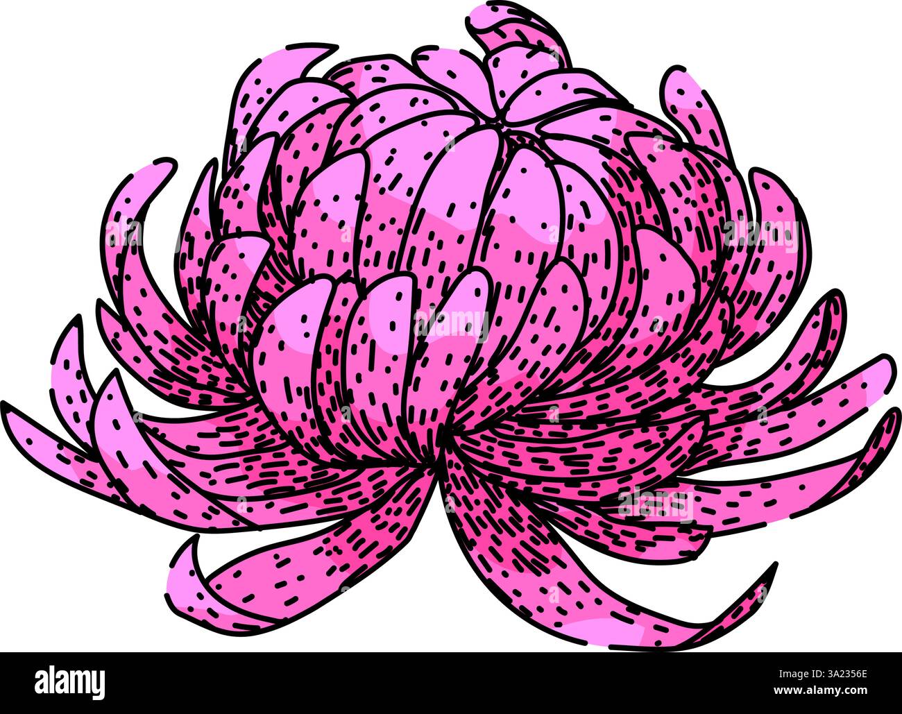 vecteur dessiné à la main par le dessin de chrysanthème de fleur Illustration de Vecteur