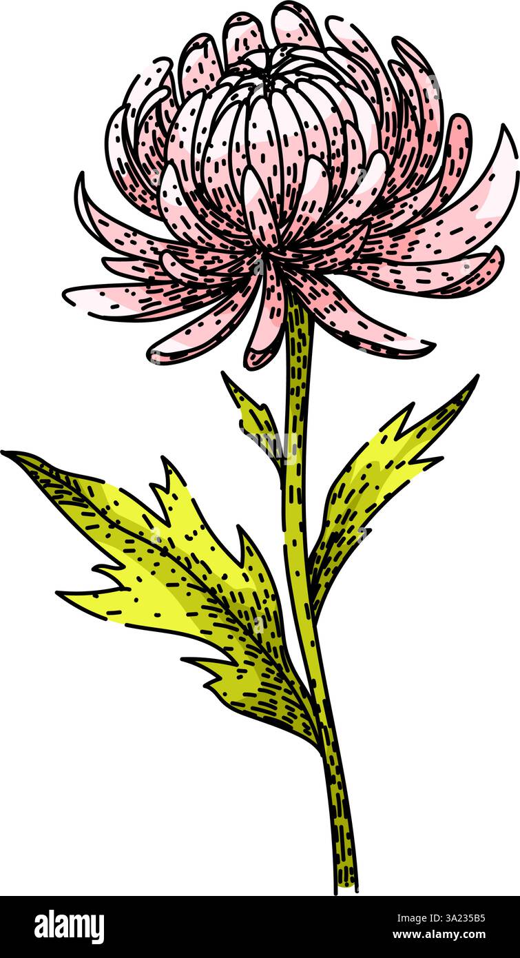 blossom chrysanthème dessin à la main vecteur Illustration de Vecteur