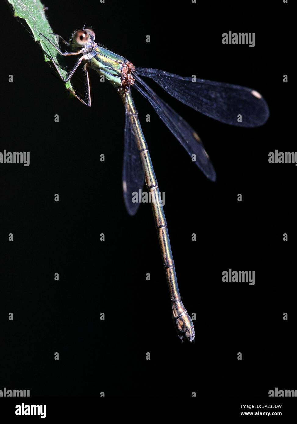 Saule émeraude damselfly (Chalcolestes viridis) Banque D'Images