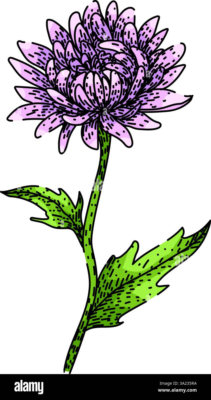 vecteur dessiné à la main par esquisse de chrysanthème pérenne Illustration de Vecteur