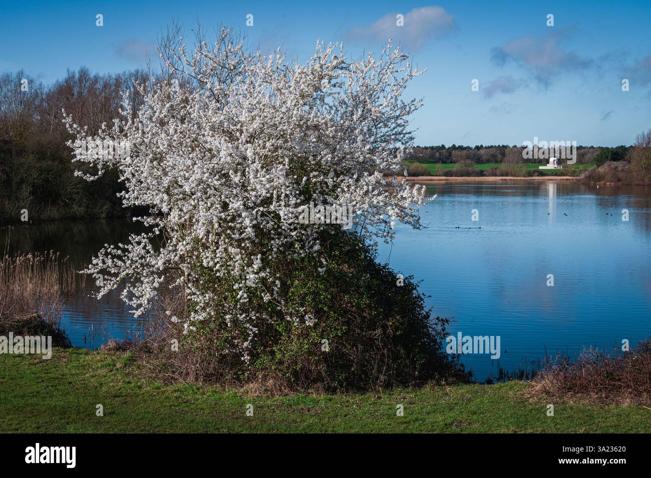 Un buisson fleuri avec de minuscules fleurs blanches encadre le côté proche du lac Willen, avec la pagode de la paix reflétant sur l'eau sereine sous le ciel bleu Banque D'Images