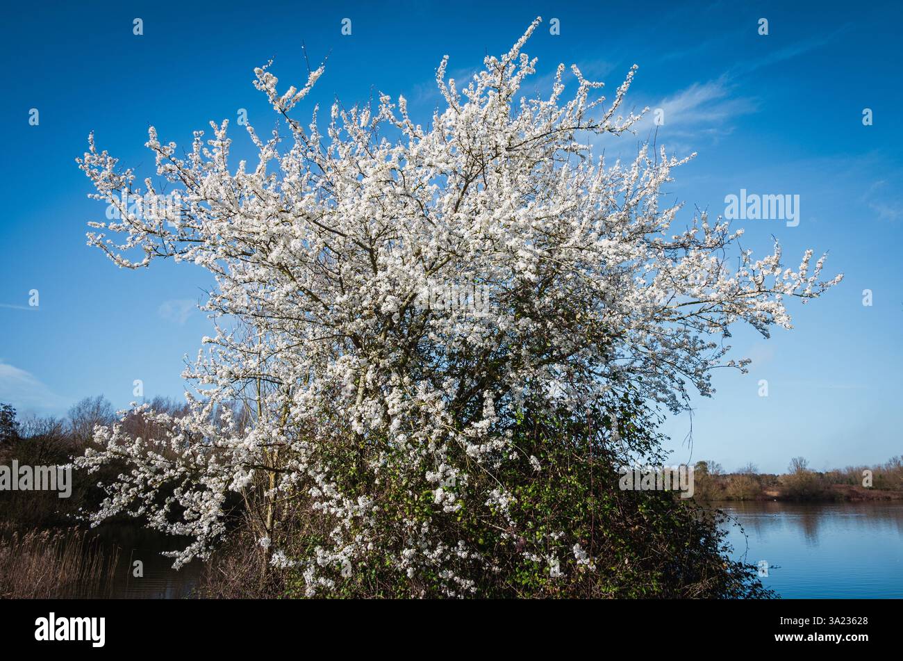 Un buisson fleuri avec de minuscules fleurs blanches se dresse au bord du lac, contre le ciel bleu clair du début du printemps Banque D'Images