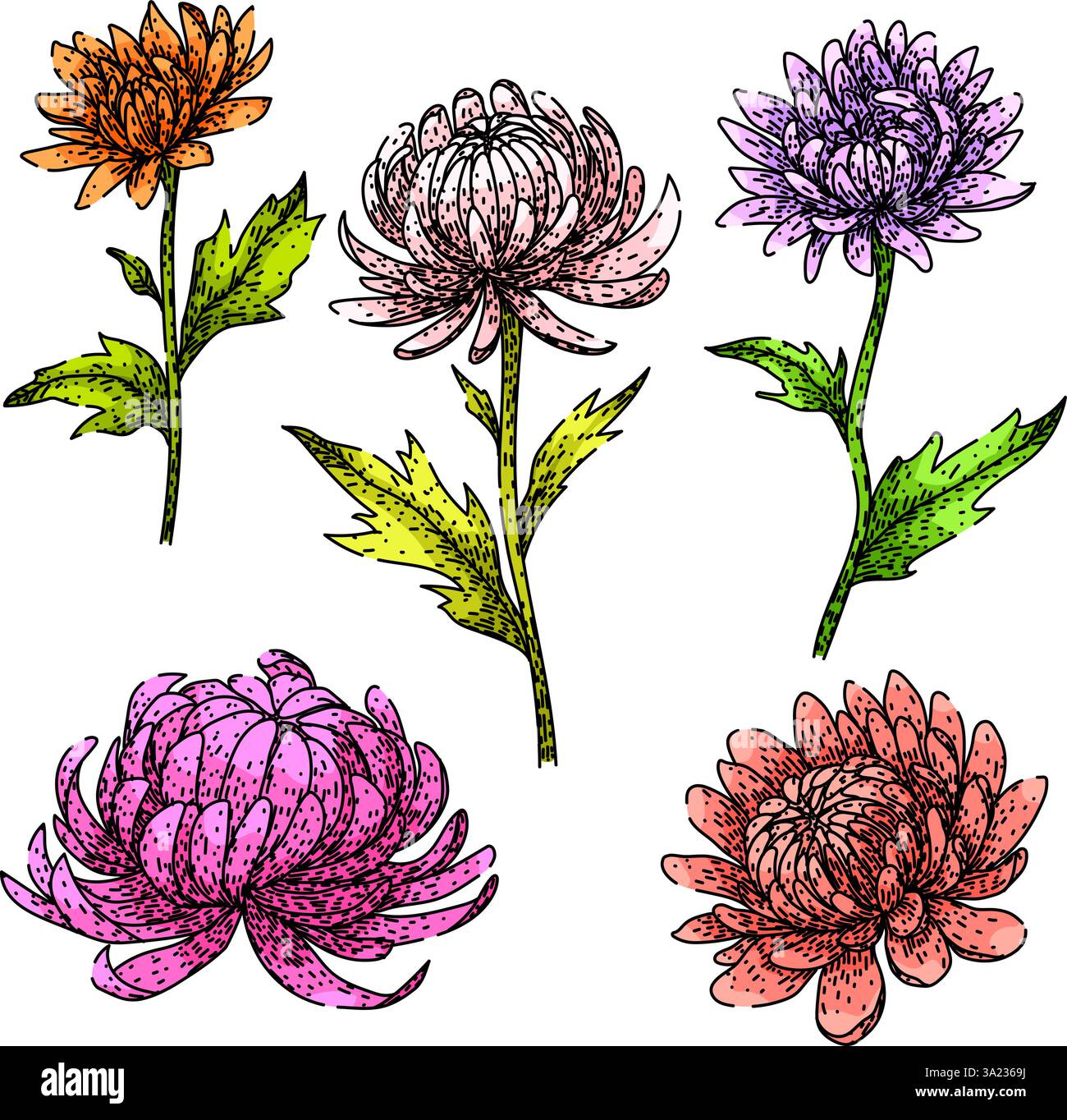 vecteur dessiné à la main par le dessin de chrysanthemum Illustration de Vecteur