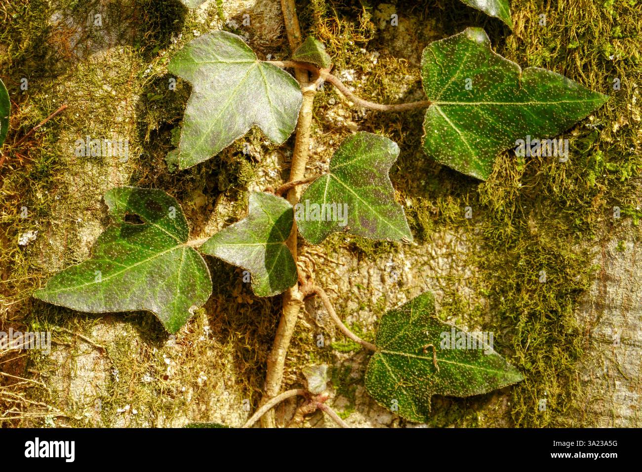Ivy, Hedera Helix ou ivy européenne grimpant sur l'écorce rugueuse d'un arbre. Gros plan. Banque D'Images