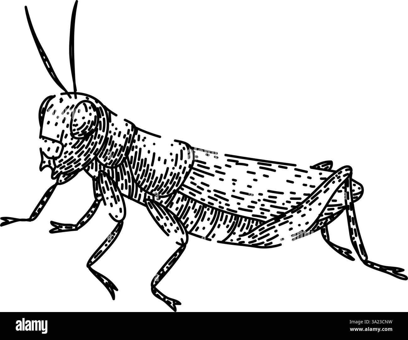 croquis de sauterelle herbivore vecteur dessiné à la main Illustration de Vecteur