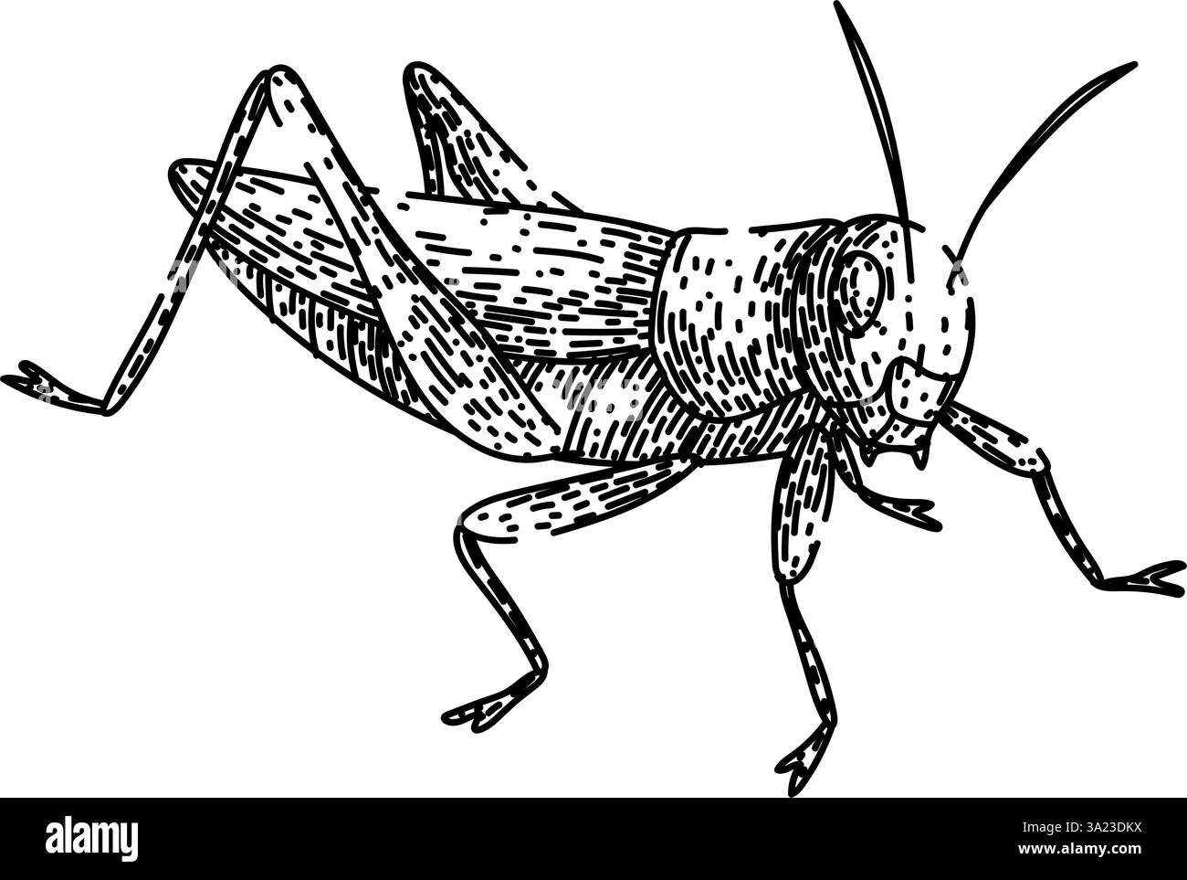 antenne sauterelle esquisse vecteur dessiné à la main Illustration de Vecteur