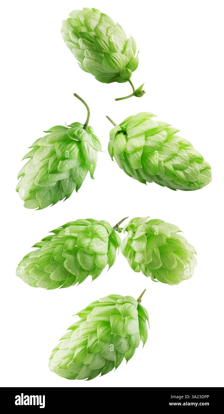 houblon vert tombant isolé sur un fond blanc. Banque D'Images