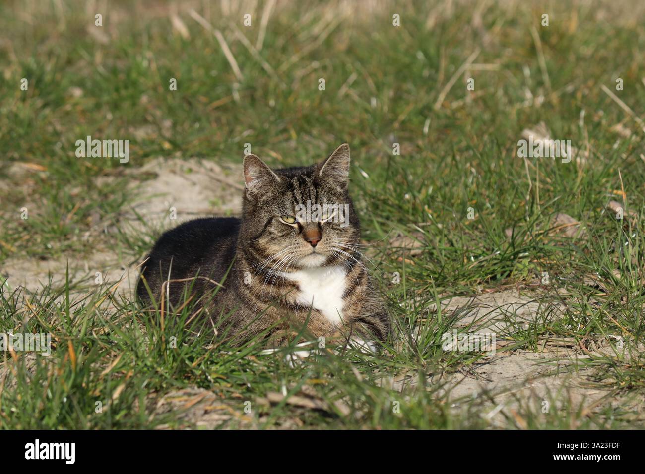 un beau chat gris est couché dans un champ avec l'herbe verte gros plan à une journée ensoleillée au printemps Banque D'Images