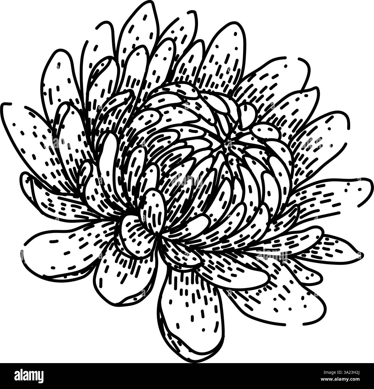pétales chrysanthème esquisse vecteur dessiné à la main Illustration de Vecteur