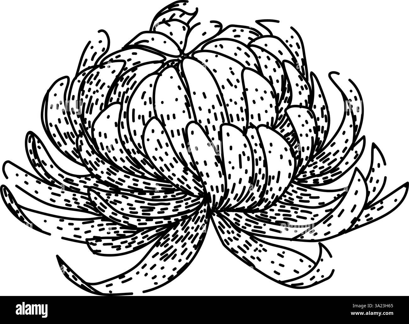 vecteur dessiné à la main par le dessin de chrysanthème de fleur Illustration de Vecteur