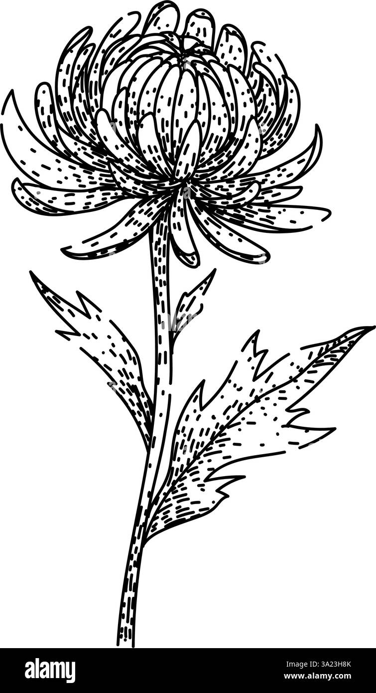 blossom chrysanthème dessin à la main vecteur Illustration de Vecteur
