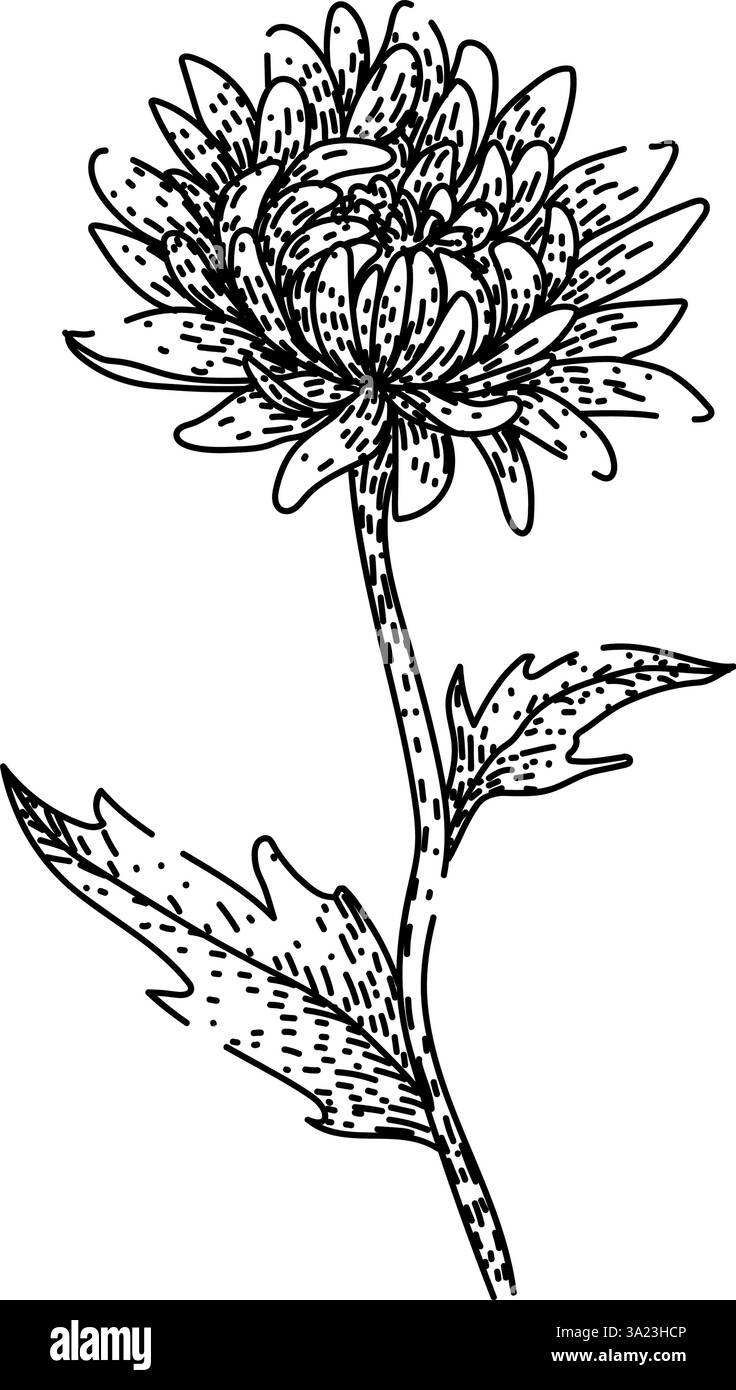 vecteur dessiné à la main par esquisse de chrysanthème pérenne Illustration de Vecteur