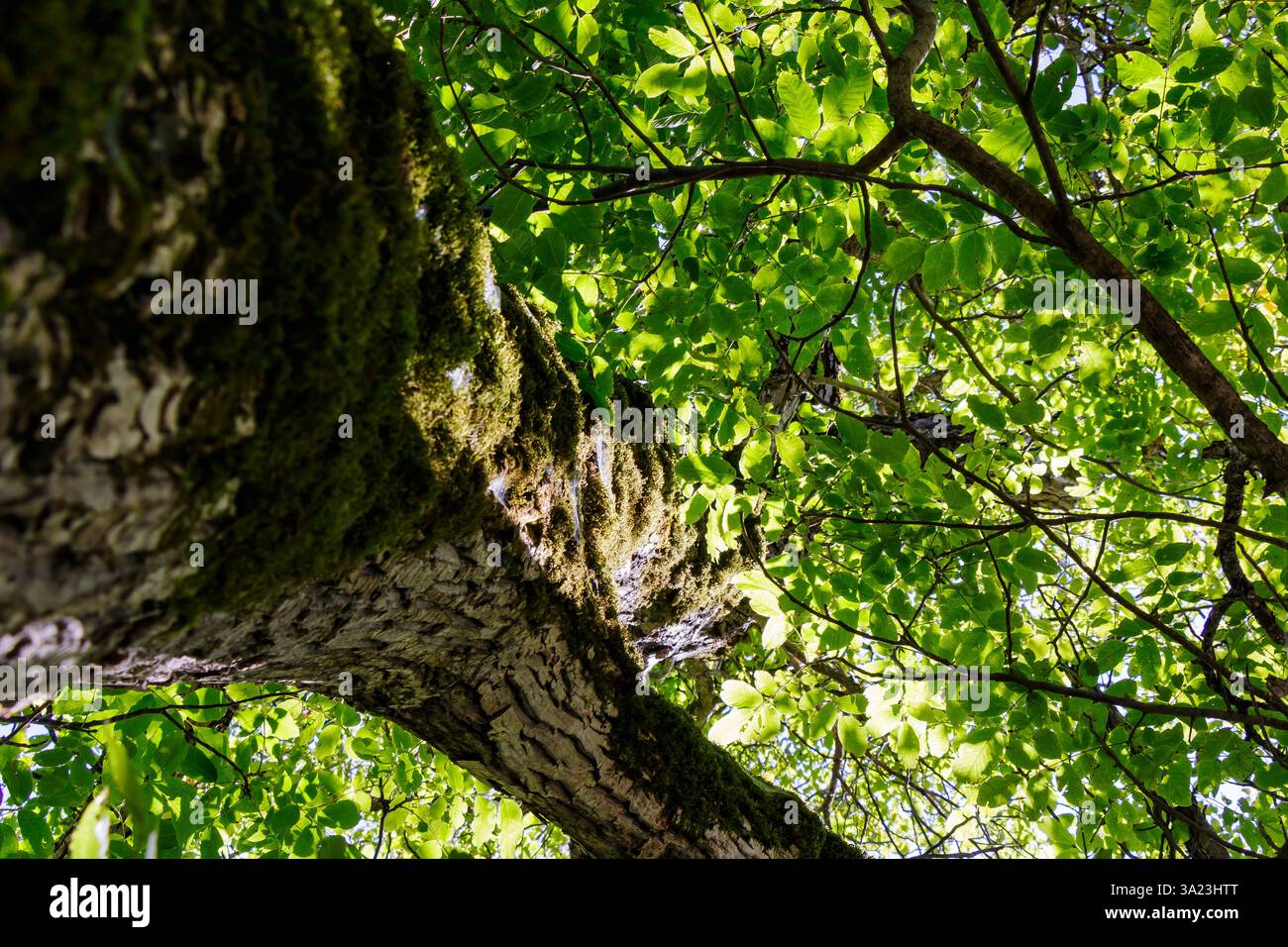 La lumière du soleil filtre à travers les feuilles vibrantes d'un arbre majestueux, créant une ambiance sereine. L'écorce montre la texture et l'âge, tandis que la nature prospère en Thi Banque D'Images