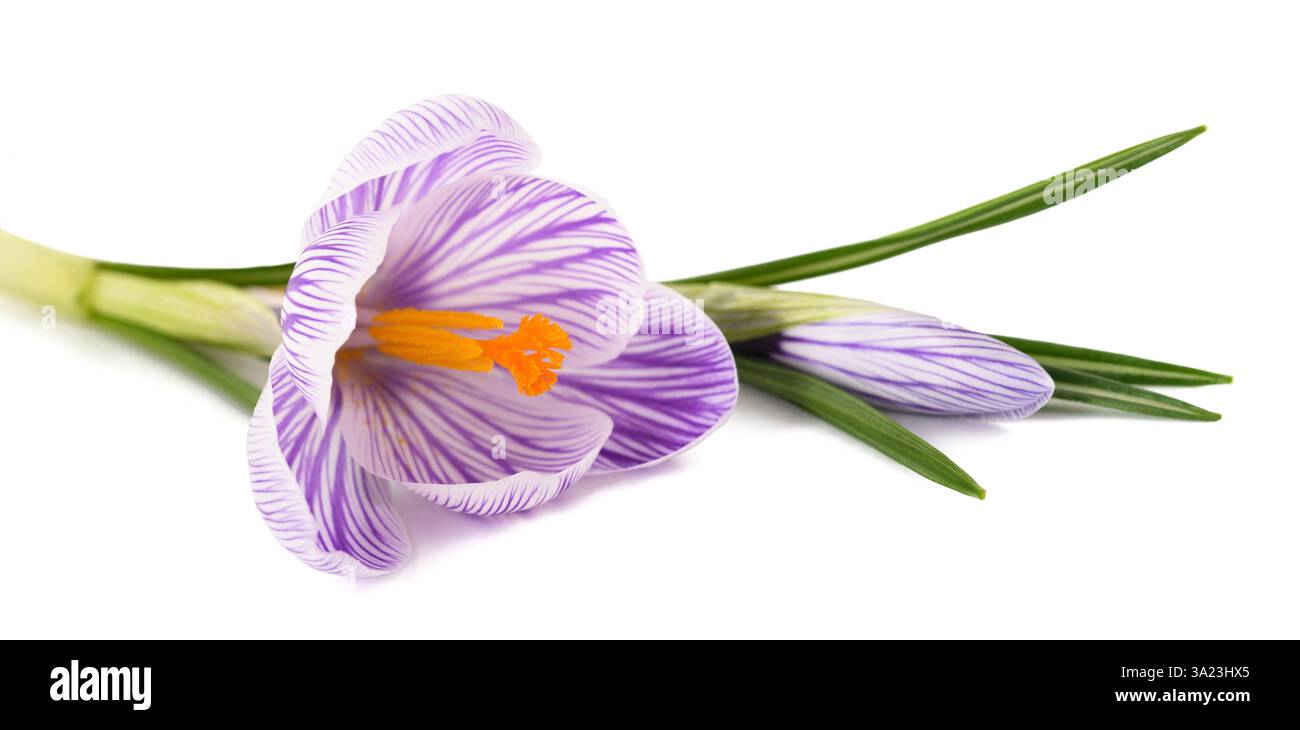 Crocus Pickwick rayé isolé sur fond blanc Banque D'Images