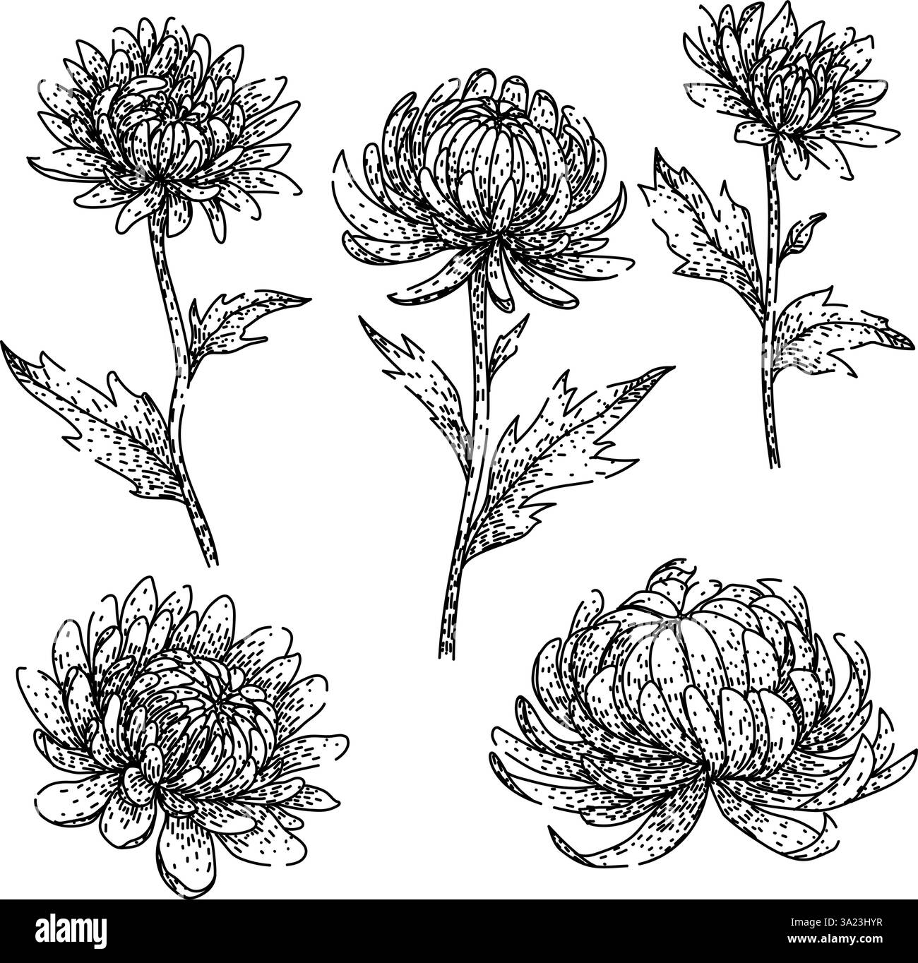 vecteur dessiné à la main par le dessin de chrysanthemum Illustration de Vecteur