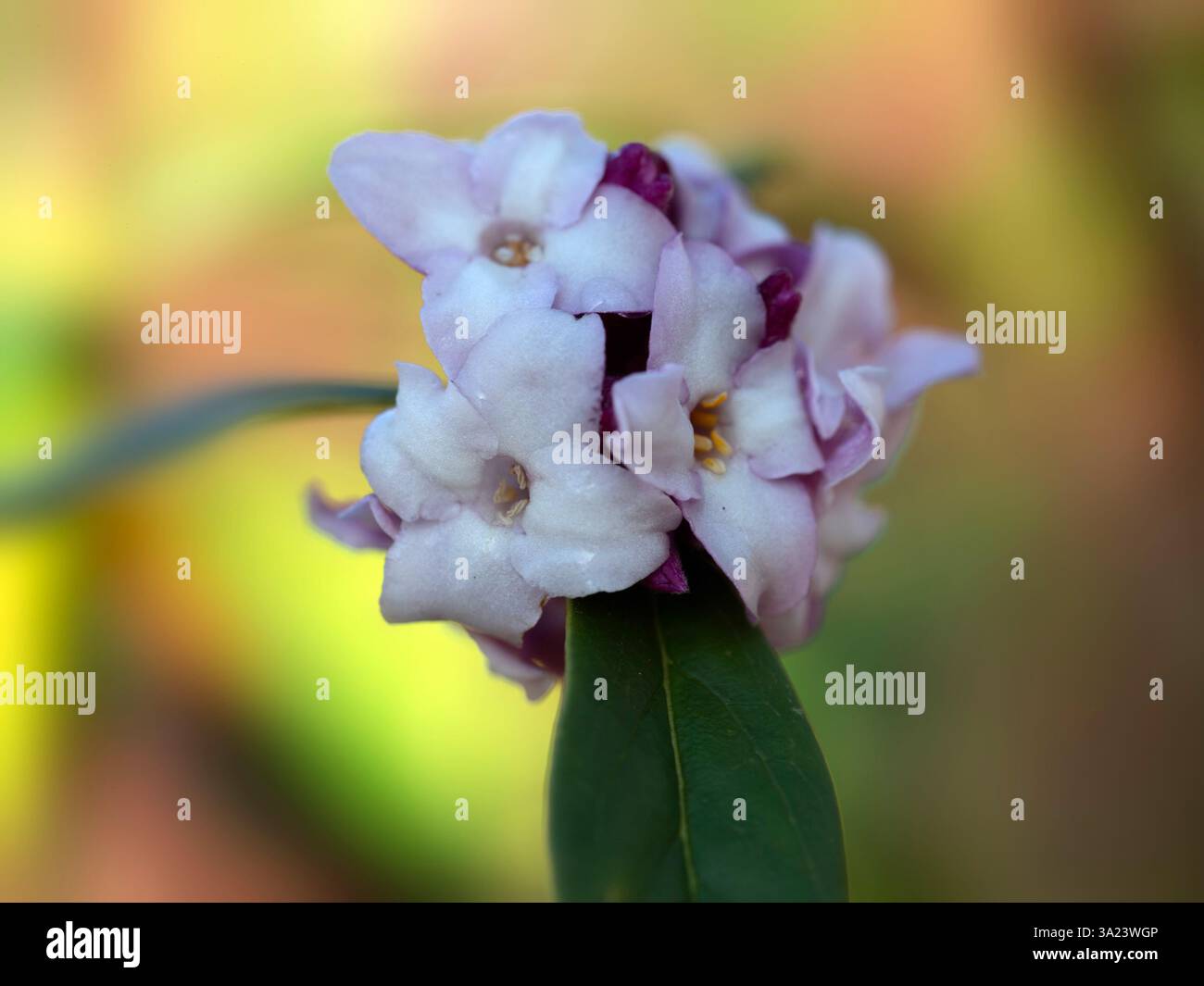 Gros plan de grappe de fleurs de Daphne bholua 'Jacqueline Postill' dans un jardin à la fin de l'hiver Banque D'Images