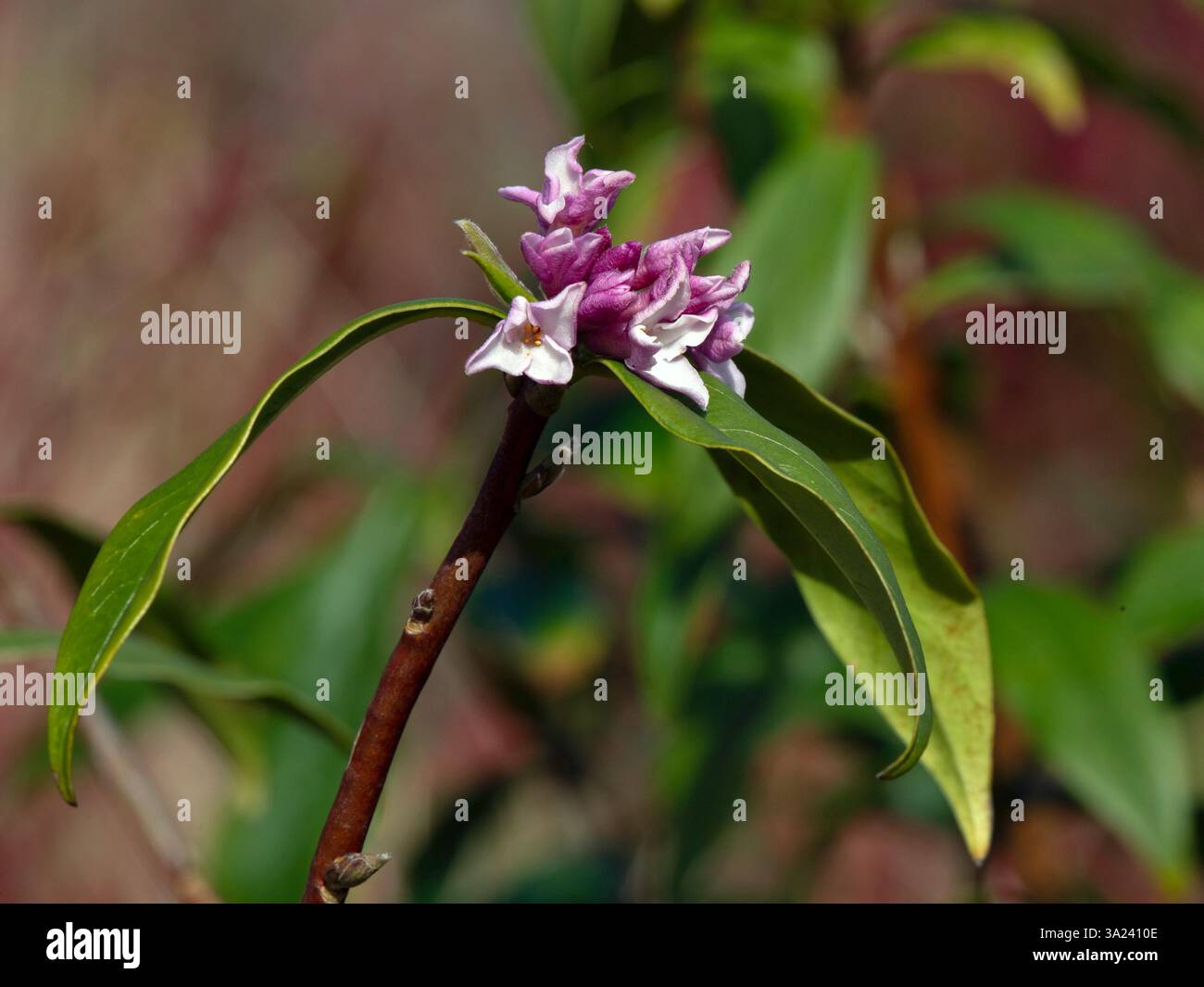 Grappe de fleurs de Daphne bholua 'Jacqueline Postill' dans un jardin au printemps Banque D'Images