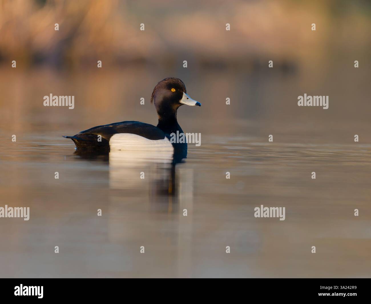 Canard touffeté, Aythya fuligula, oiseau mâle unique sur l'eau, Grand Londres, mars 2025 Banque D'Images