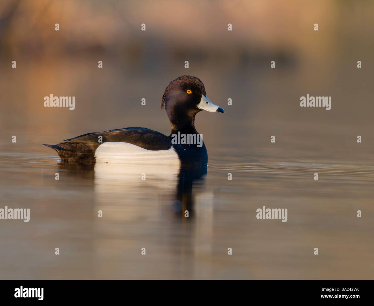 Canard touffeté, Aythya fuligula, oiseau mâle unique sur l'eau, Grand Londres, mars 2025 Banque D'Images