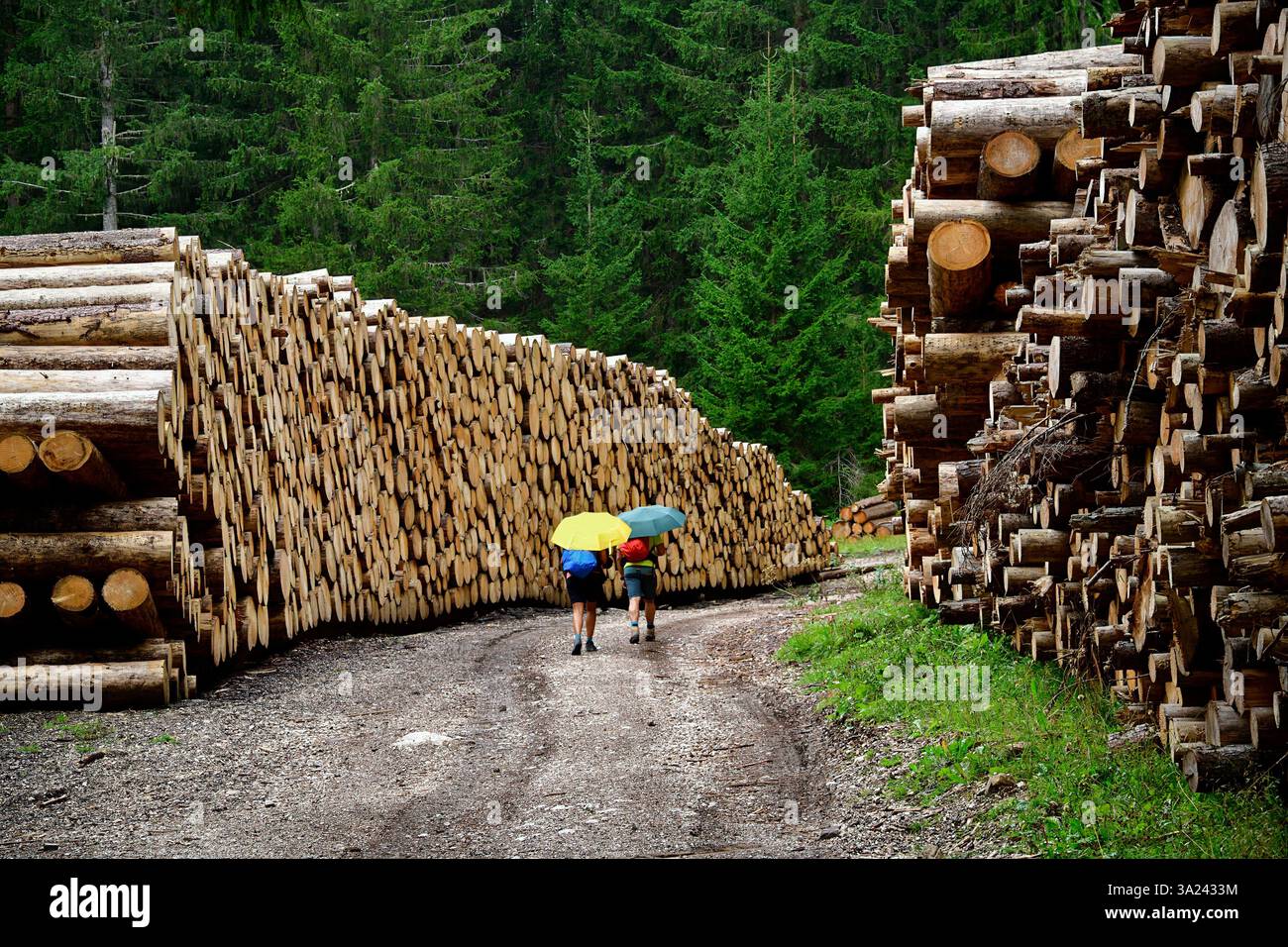Deux randonneurs avec des parapluies ouverts sur un chemin entre d'énormes tas de bois. Tyrol du Sud, Italie, Europe Banque D'Images