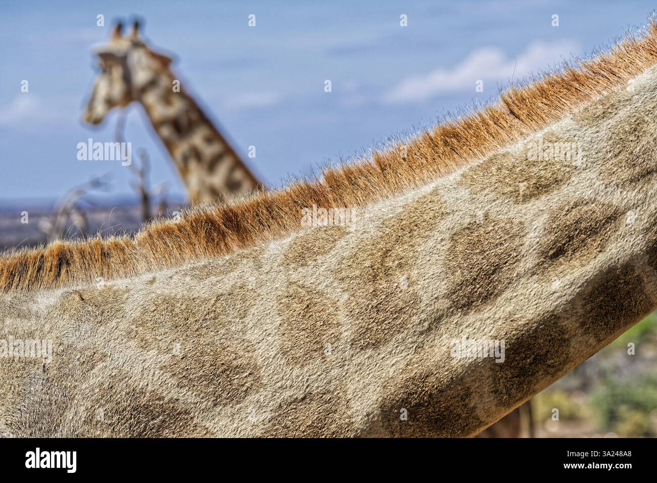 Motif de cou girafe, Windhoek, Khomas, Namibie, Afrique Banque D'Images