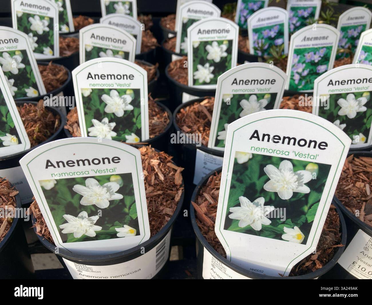 Plantes en pot Anemone Nemorosa Vestale en vente au centre de jardinage - Image de stock capturée avec un smartphone