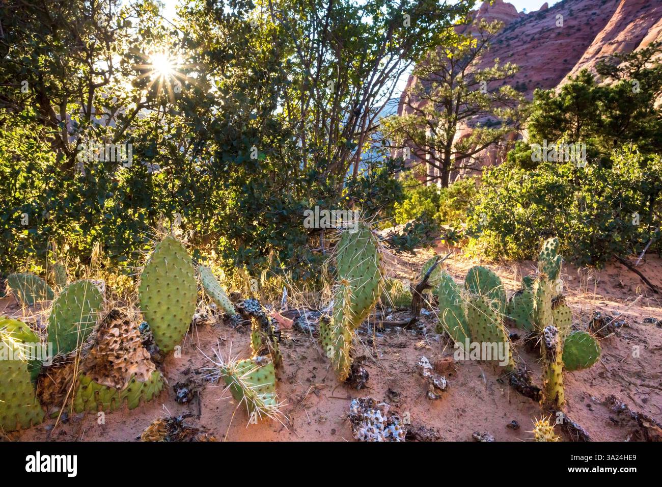 Cactus de Prickly Pear près du Pine Creek Canyon Overlook dans le parc national de Zion, Utah Banque D'Images
