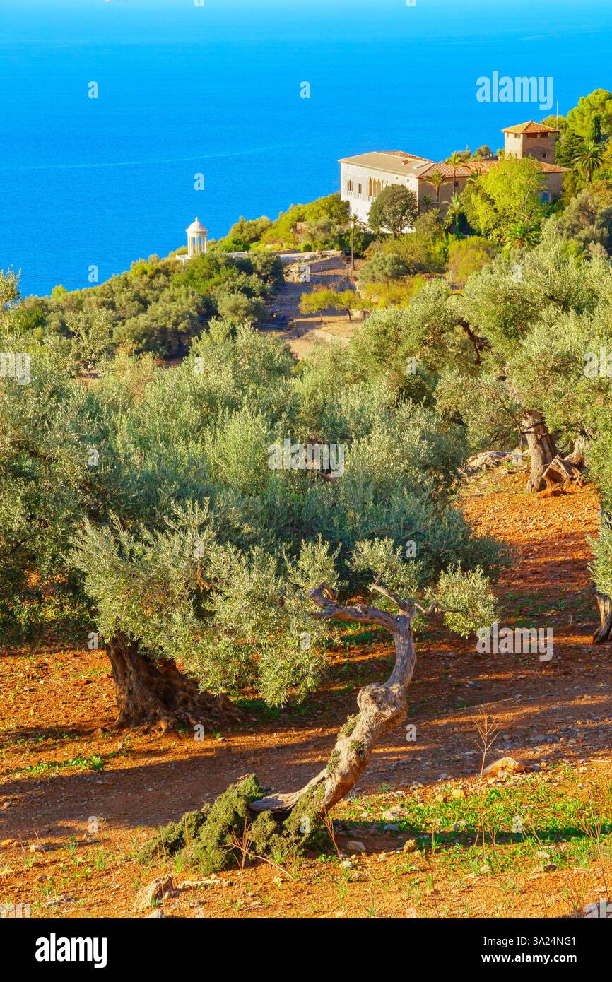 Oliviers environnants son Marroig Mansion, Deia, Mallorca, Îles Baléares, Espagne, Banque D'Images
