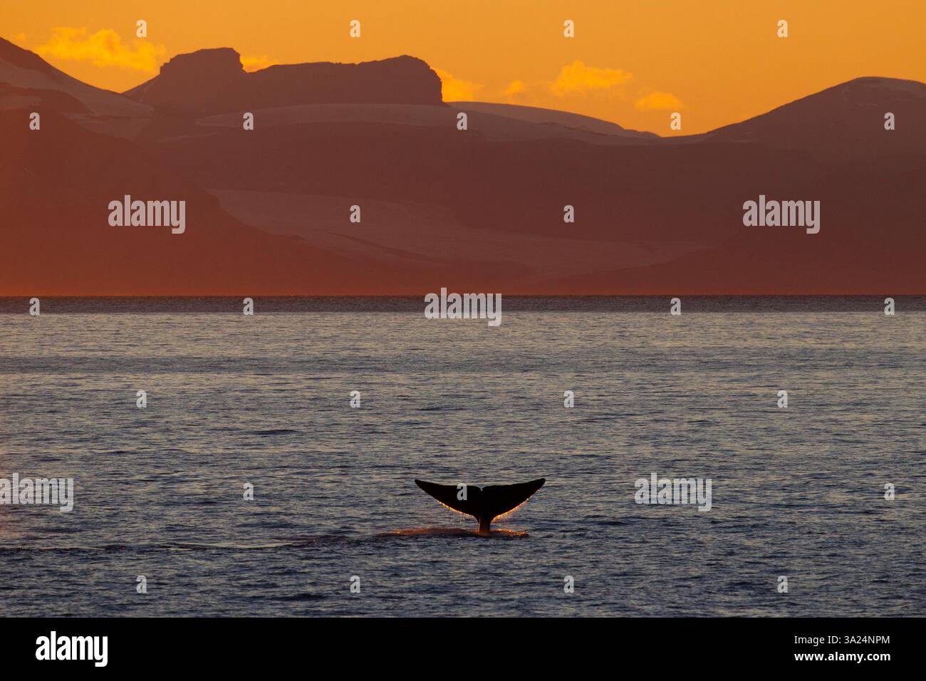 Baleine bleue, Balaenoptera musculus, montrant son douve, Svalbard, Norvège, Europe Banque D'Images