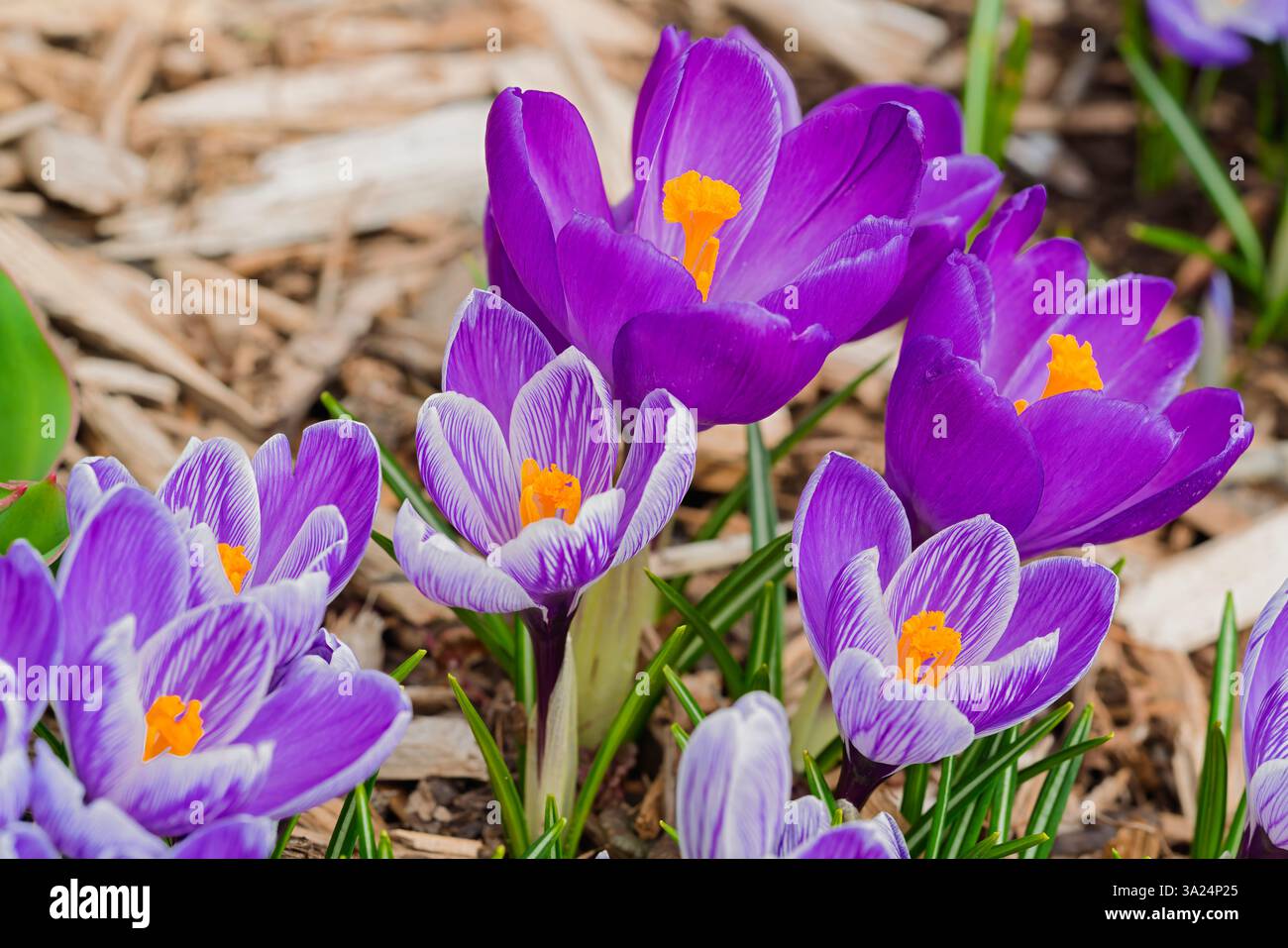 Fleurs mixtes de crocus hybrides dans le jardin du printemps. Banque D'Images