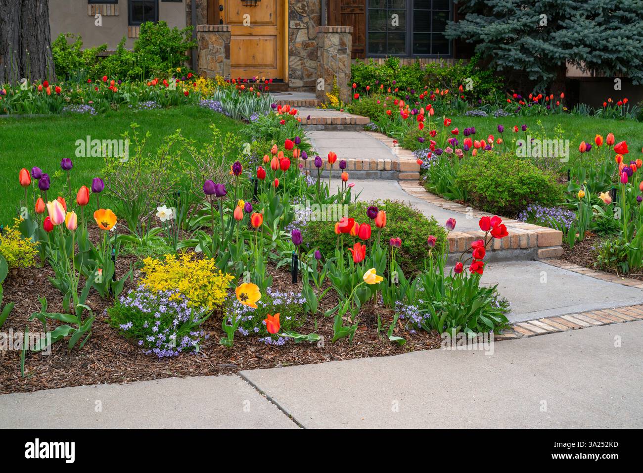 Tulipes colorées, fleurs de Phlox et buissons dorés ornent l'entrée extérieure d'une maison pendant la saison printanière à Denver, Colorado. Banque D'Images