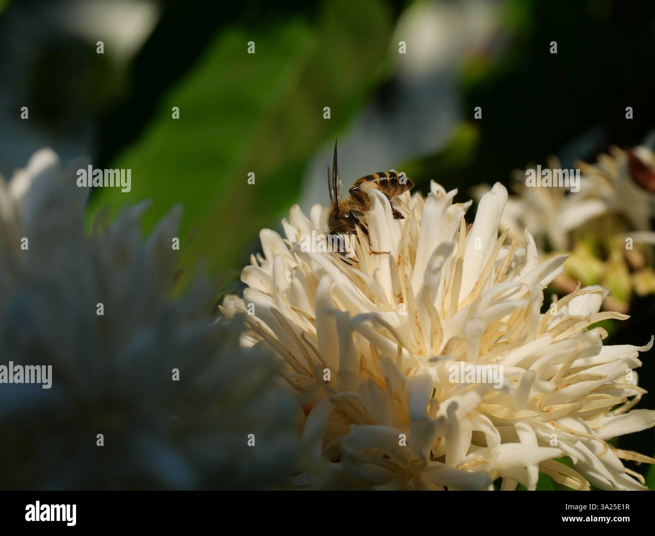 Abeille sur la fleur de café de Robusta sur la plante d'arbre avec feuille verte avec couleur noire en arrière-plan. Pétales et étamines blanches de fleurs en fleurs Banque D'Images Abeille sur la fleur de café de Robusta sur la plante d'arbre avec feuille verte avec couleur noire en arrière-plan. Pétales et étamines blanches de fleurs en fleurs Banque D'Images