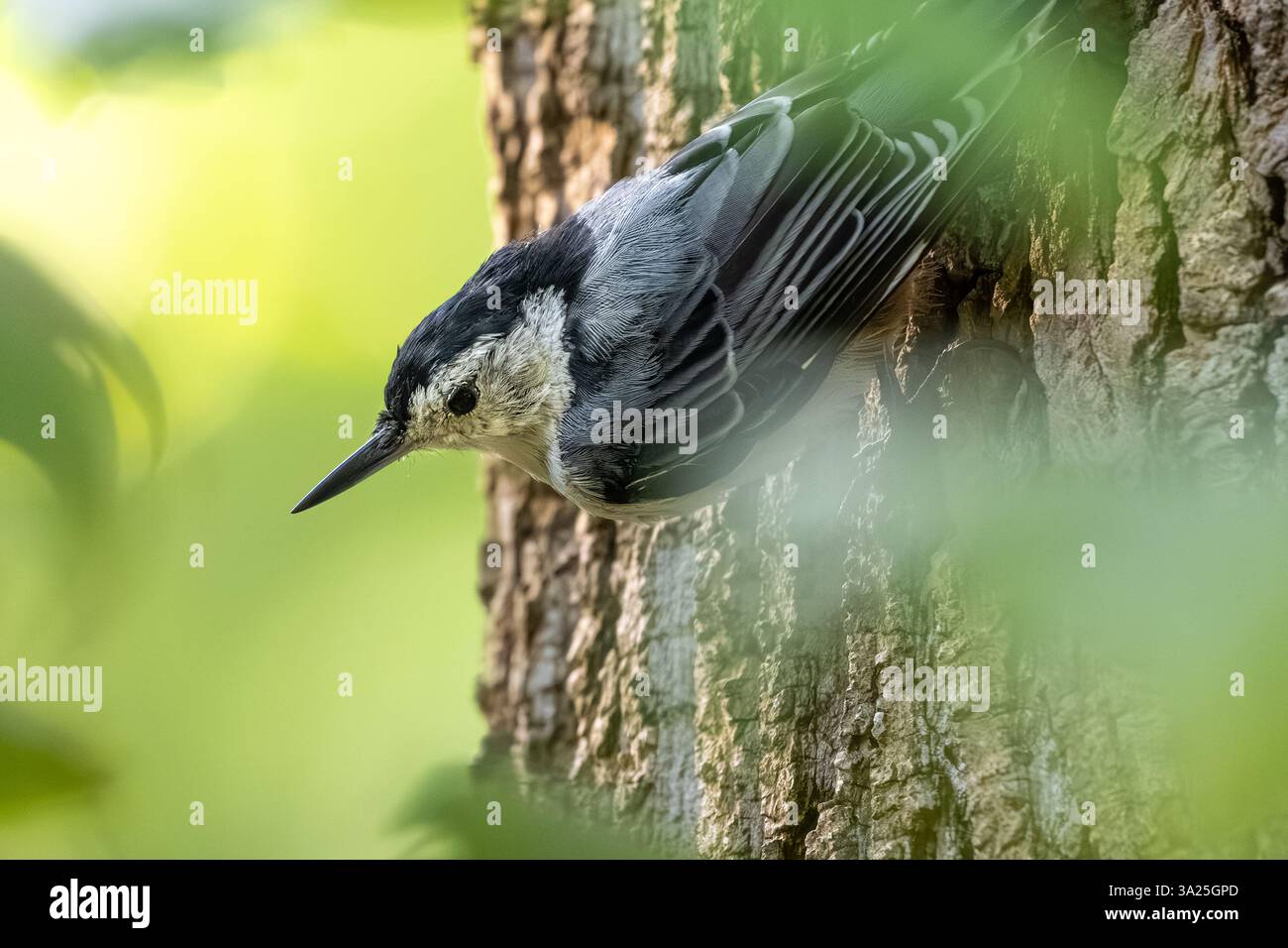 Écaille à poitrine blanche (Sitta carolinensis) accrochant l'écorce d'un tronc d'arbre au parc Meeks à Blairsville, en Géorgie. (ÉTATS-UNIS) Banque D'Images