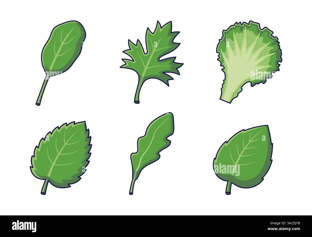 Concept d'herbes fraîches. Personnages d'herbes de dessin animé mignon, feuilles, branches d'Arugula, menthe, basilic, épinards, laitue. Icônes de dessin animé vectoriel, autocollants isolés sur fond blanc. Collection d'herbes Illustration de Vecteur