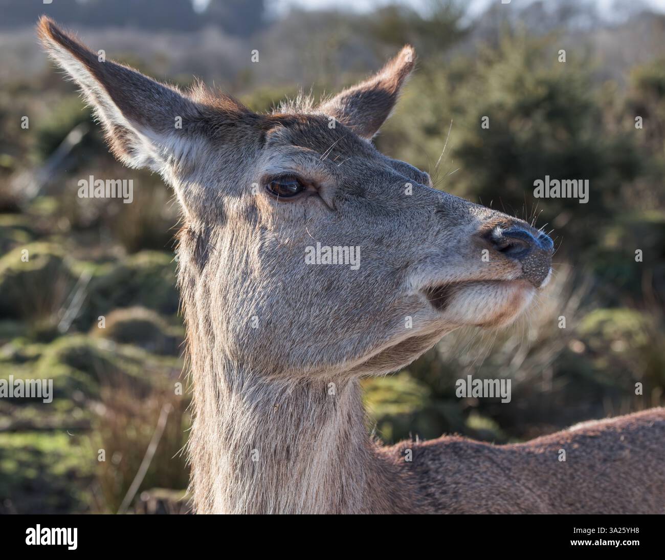 Cerfs rouges [ Cervus elaphus ] tête et épaules de Hind au parc de cerfs de Bainloch, Dumfries et Galloway, Écosse, Royaume-Uni Banque D'Images