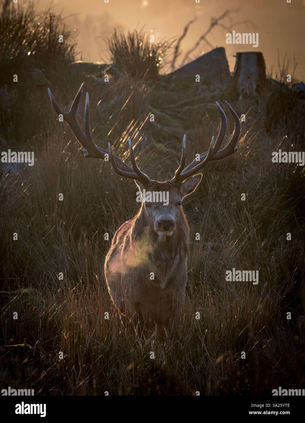Cerf rouge [ Cervus elaphus ] cerf en fin d'après-midi lumière avec souffle chaud montrant dans l'air avec de grands bois au parc de cerfs de Bainloch, Dumfries et GA Banque D'Images