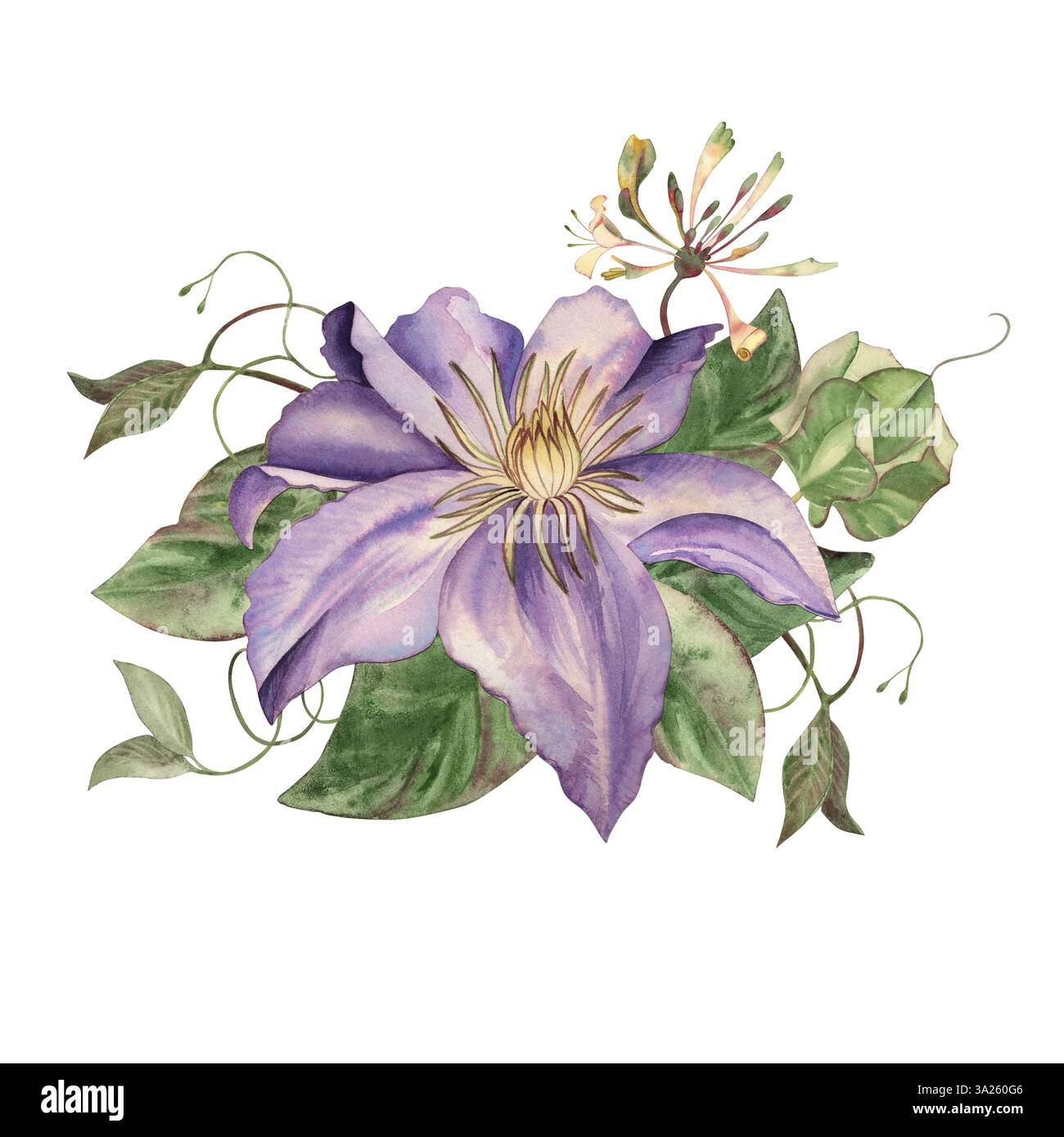 Clématites violettes sur les feuilles vertes, les branches, les vignes d'une usine de tissage. L'arrangement floral est peint à la main à l'aquarelle dans un style botanique. Pour Banque D'Images