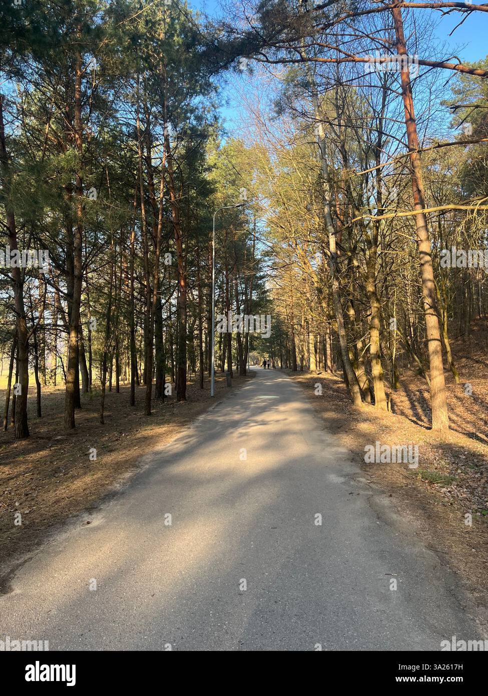 Un chemin sinueux s’étend au cœur de la forêt, invitant à l’exploration. De grands arbres s'élèvent de chaque côté, leurs branches formant une canopée naturelle. Banque D'Images