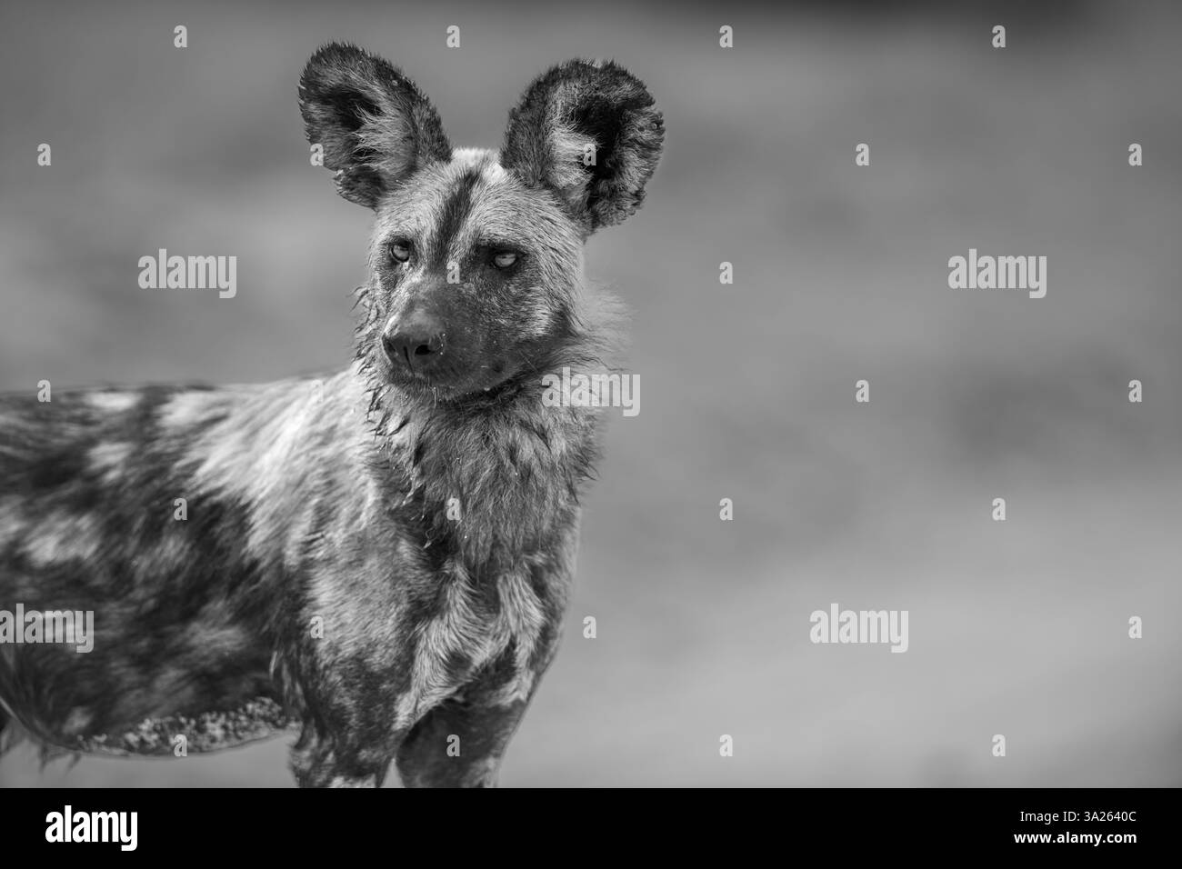 Portrait d'un chien sauvage, Lycaon pictus, en noir et blanc. Banque D'Images