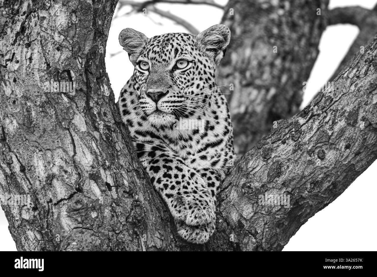 Portrait d'un léopard, Panthera pardus, dans un arbre, en noir et blanc. Banque D'Images