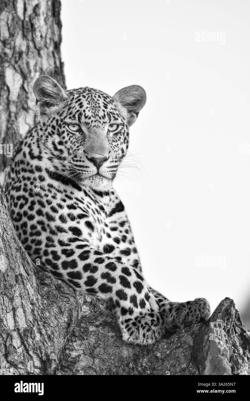 Portrait d'un léopard, Panthera pardus, dans un arbre, en noir et blanc. Banque D'Images
