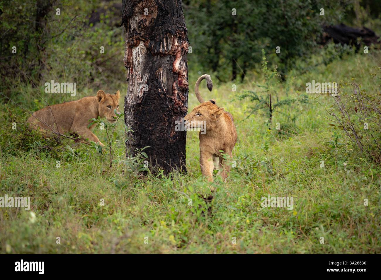 Deux jeunes lions, Panthera leo, marchant à côté d'un arbre. Banque D'Images