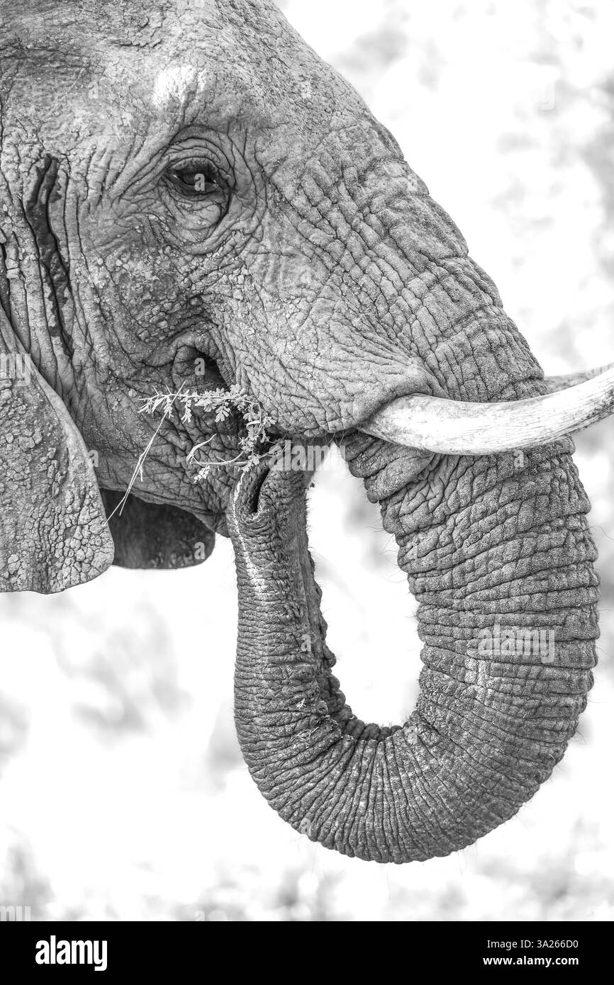Portrait en gros plan d'un éléphant, Loxodonta africana, en train de se nourrir, en noir et blanc. Banque D'Images