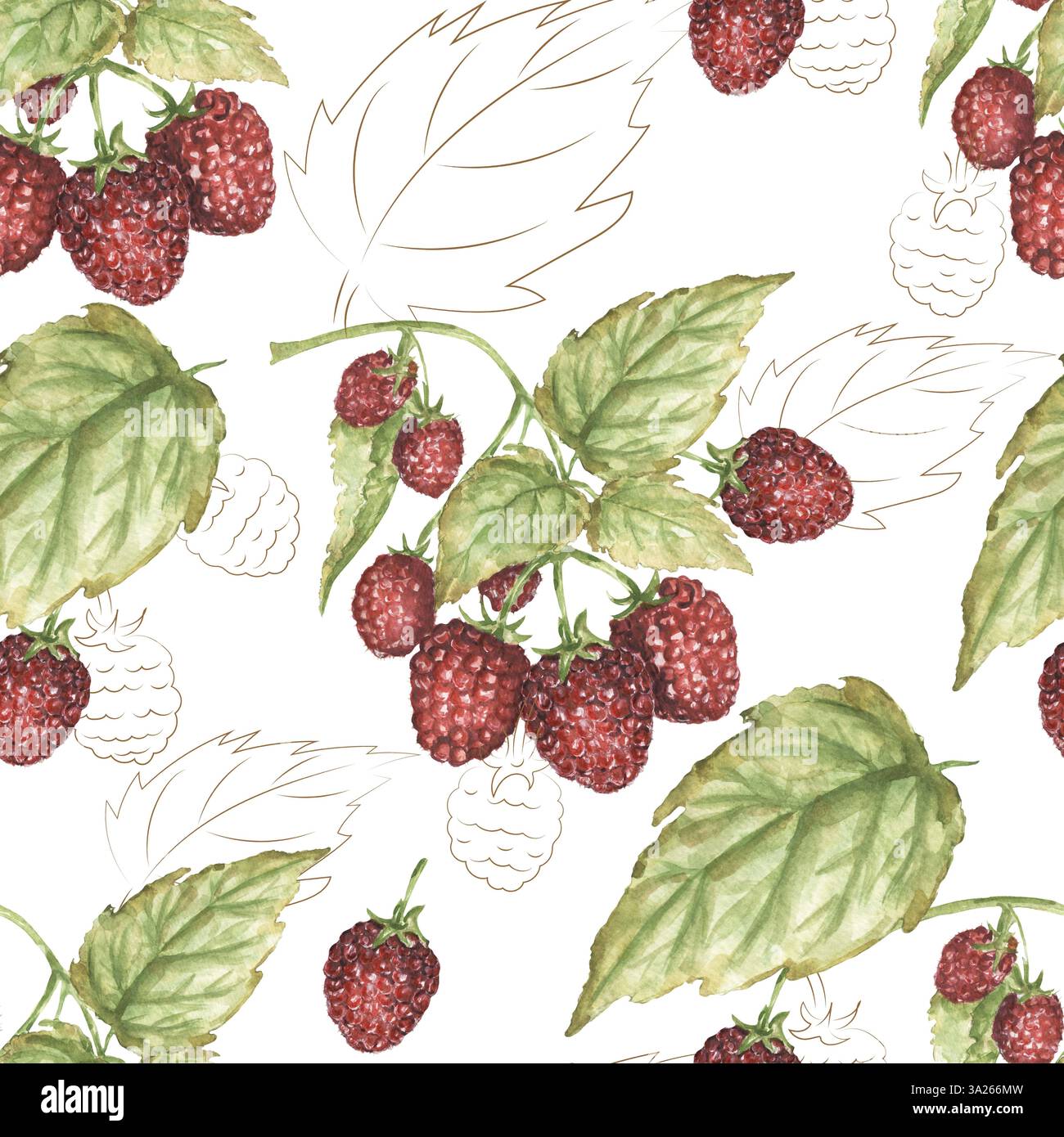 Branche de framboise botanique dessinée à l'aquarelle à la main, motif sans couture de baies, papier répétitif de flore, motif d'automne Banque D'Images