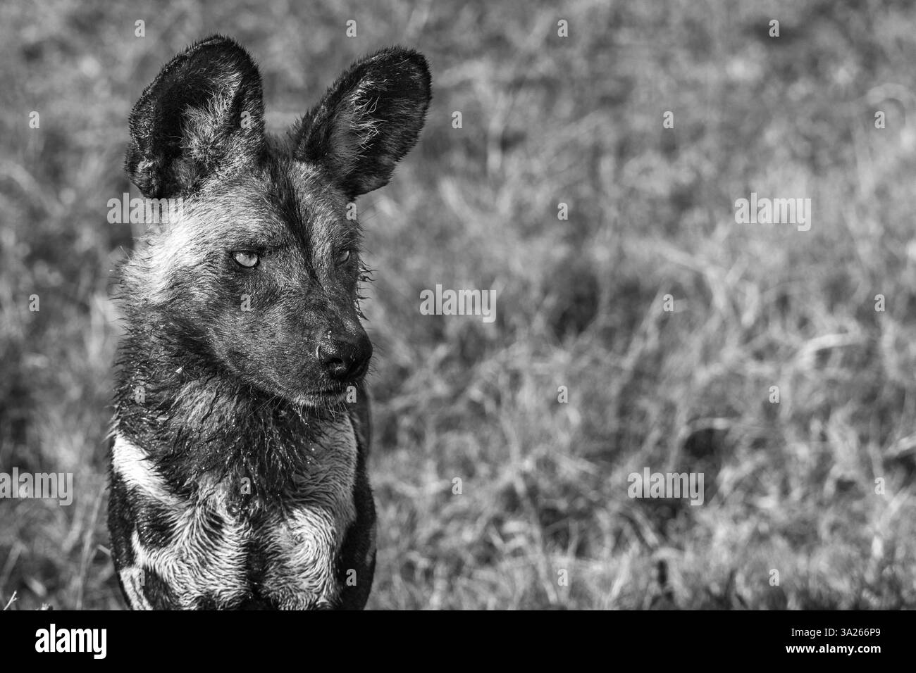 Chien sauvage africain, Lycaon pictus, en noir et blanc. Banque D'Images