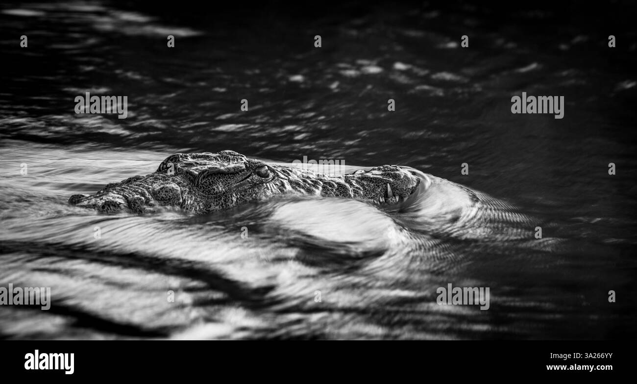 Crocodile du Nil, Crocodylus niloticus, image en noir et blanc. Banque D'Images